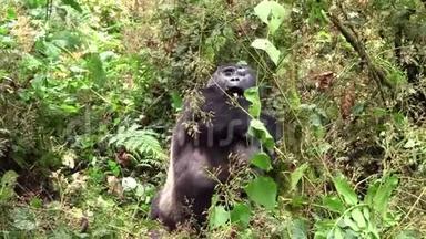 <strong>大黑</strong>大猩猩在森林里觅食